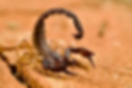 Alert scorpion in desert