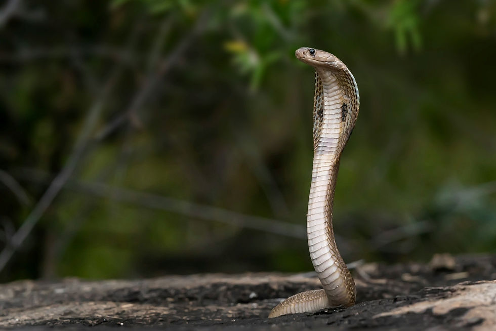 Alert king cobra