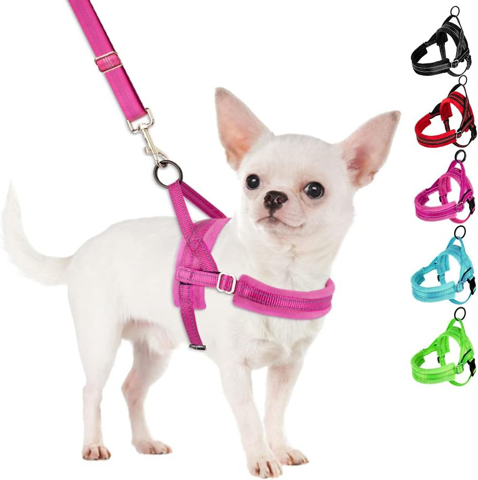 Chihuahua wearing pink harness