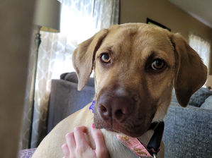 What is a Martingale Collar?