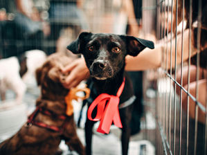 How to Tell a Dog’s Age at Shelters and Rescues