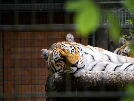 Animal Zoo vs. Sanctuary: What’s the Difference?