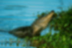 Crocodile on the shore