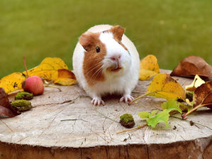 7 Best Guinea Pig Costumes