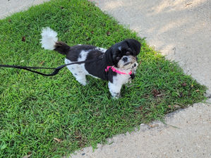 What is the Best Harness for Dogs with Collapsed Trachea? 8 Great Options