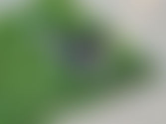 What is the Best Harness for Dogs with Collapsed Trachea? 8 Great Options