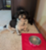 Small dog waiting by food bowl
