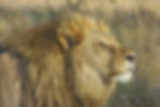 Close up of lion with mane