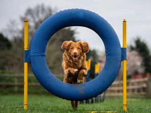 8 Best Dog Agility Equipment Options for Advanced Exercise and Enrichment