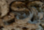 Saw-scaled viper curled up
