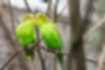 two green and yellow budgies kissing