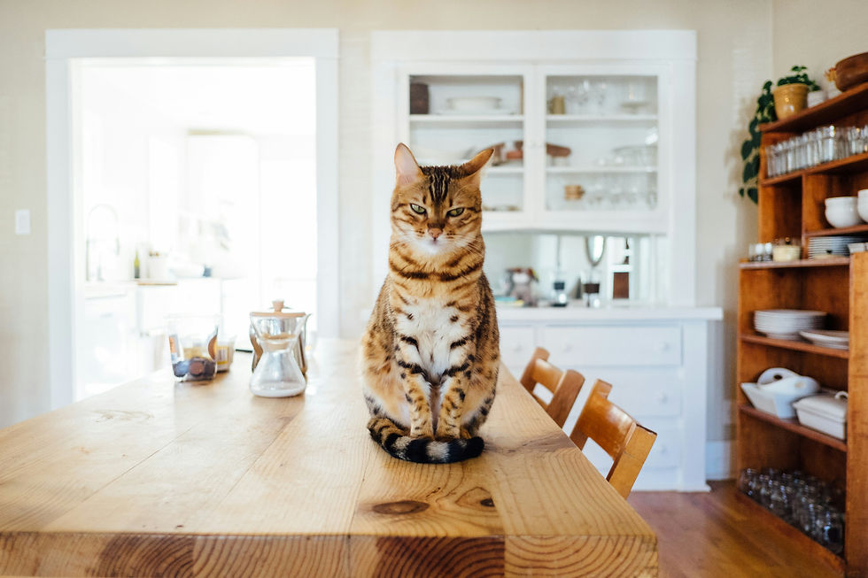 angry cat sitting on kitchen table