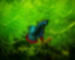 Betta fish surrounded by aquatic plants