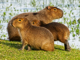 Can You Have a Capybara as a Pet?