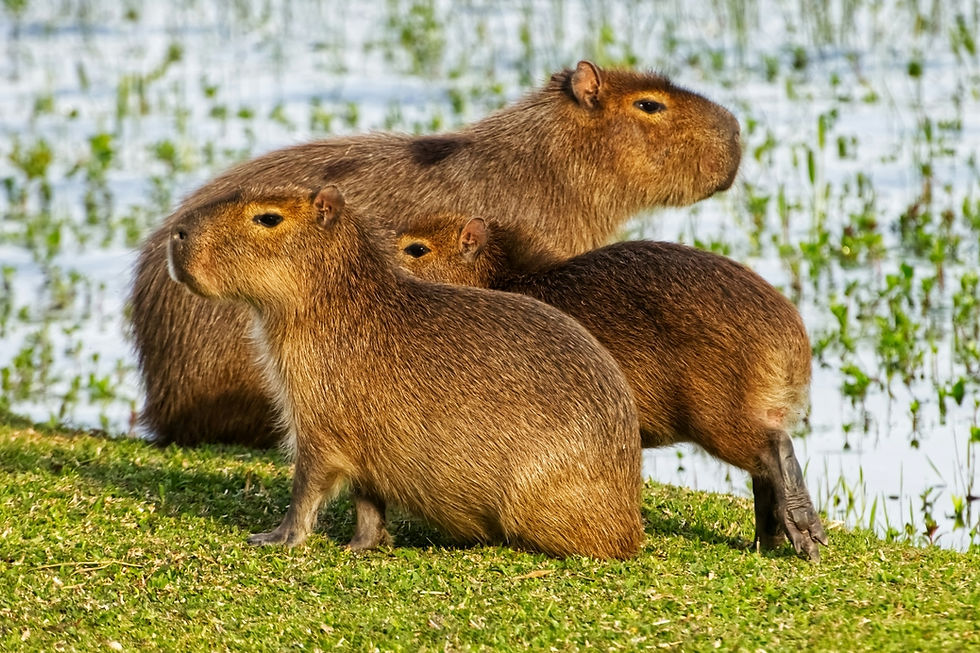 Can You Have a Capybara as a Pet?