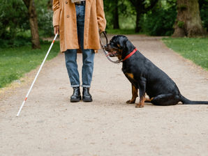 Service Dog vs Emotional Support Dog vs Therapy Dog