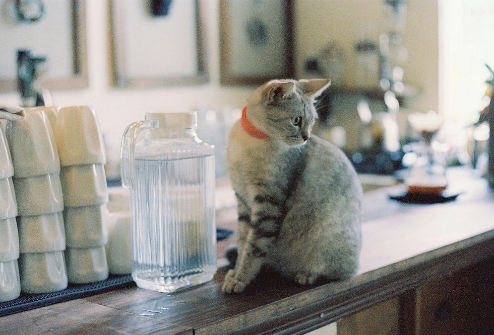 cat sitting by jug of water