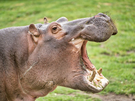 What is the Most Dangerous Animal in the World?