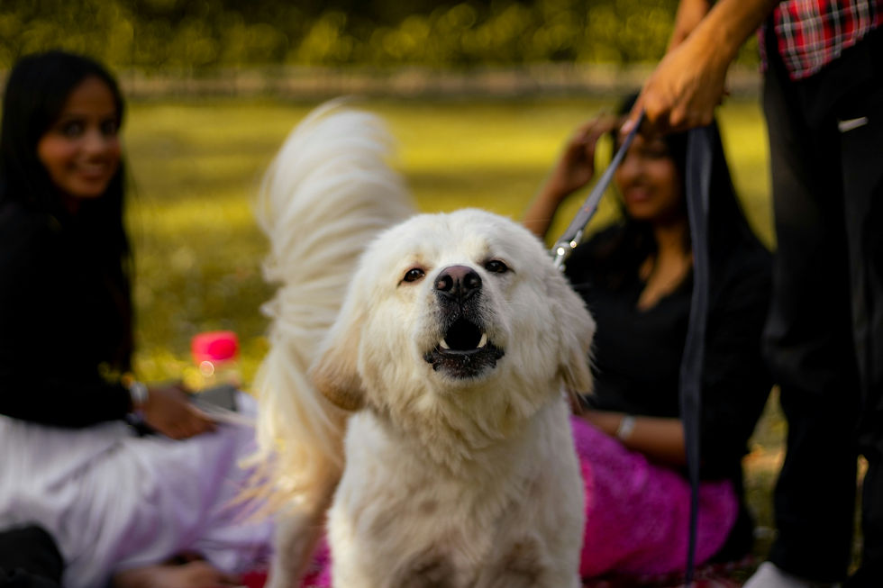 Big white dog barking