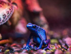 Poison Dart Frog Pet: Are Pet Dart Frogs Poisonous?