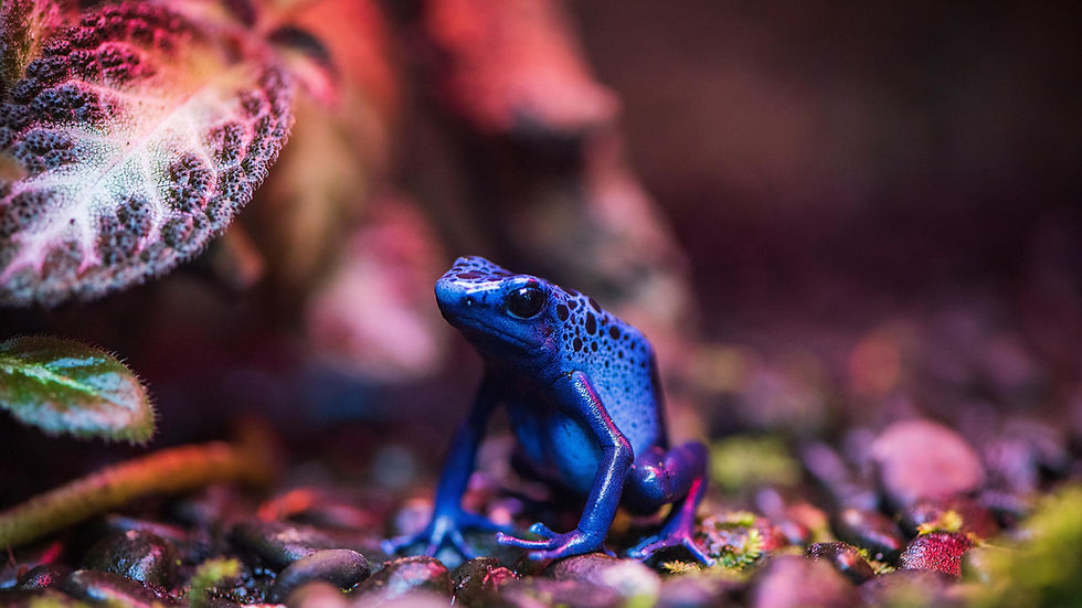 blue poison dart frog pet in captivity