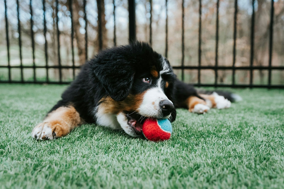 Bernese Mountain Dog puppy chewing on ball