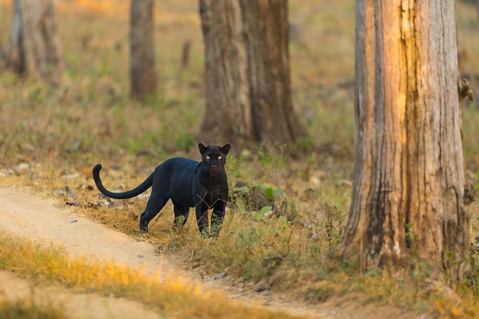 black panther along trail