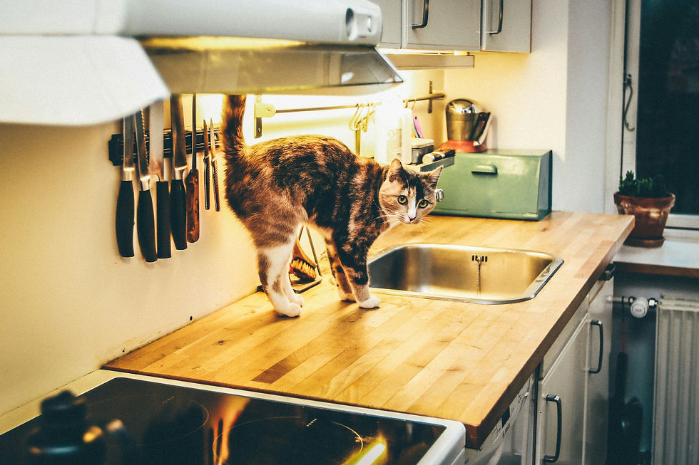 cat hanging out on kitchen counter