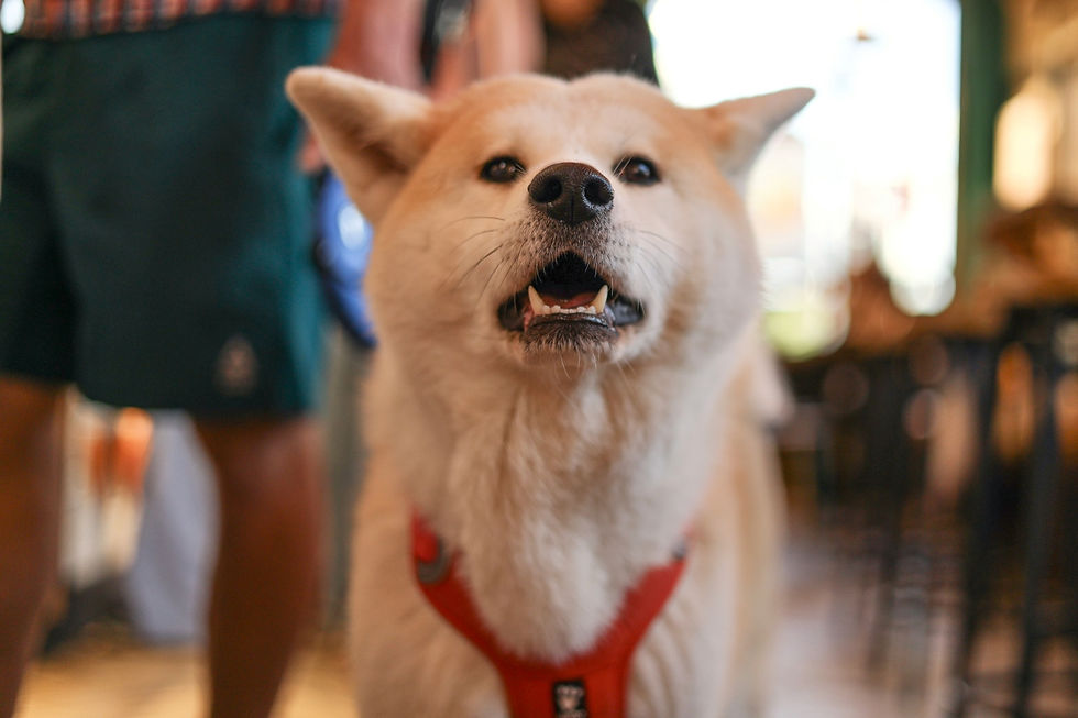 Nervous dog whining on leash