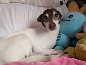 5 Best Pokemon Dog Toys