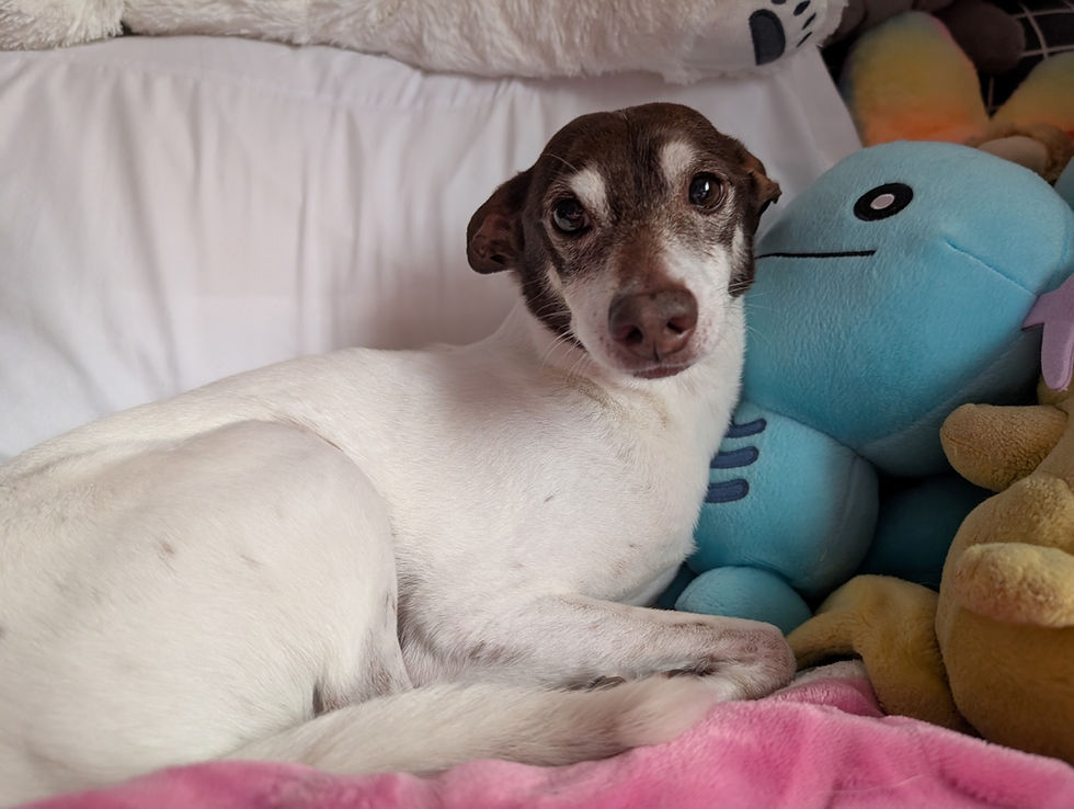 Dog cuddling with Pokemon toy
