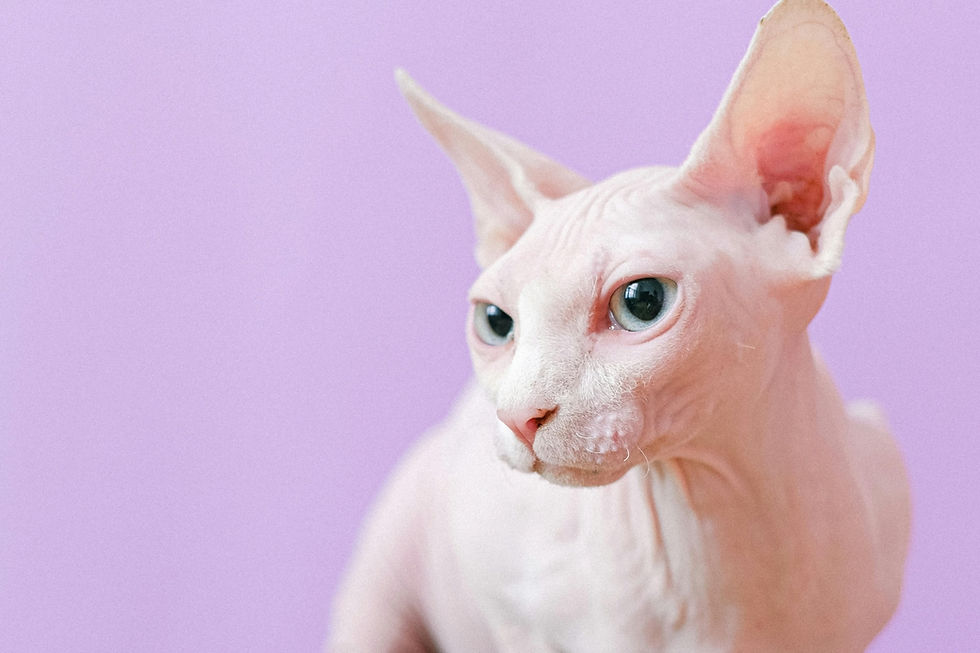 Do Hairless Cats Cause Allergies?