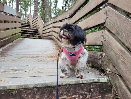 Are There Dog-Friendly Amusement Parks?