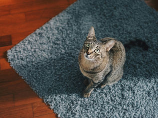 6 Best Pet Carpet Cleaner Machines