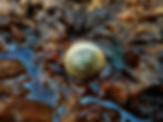 Freshwater snail shell near water
