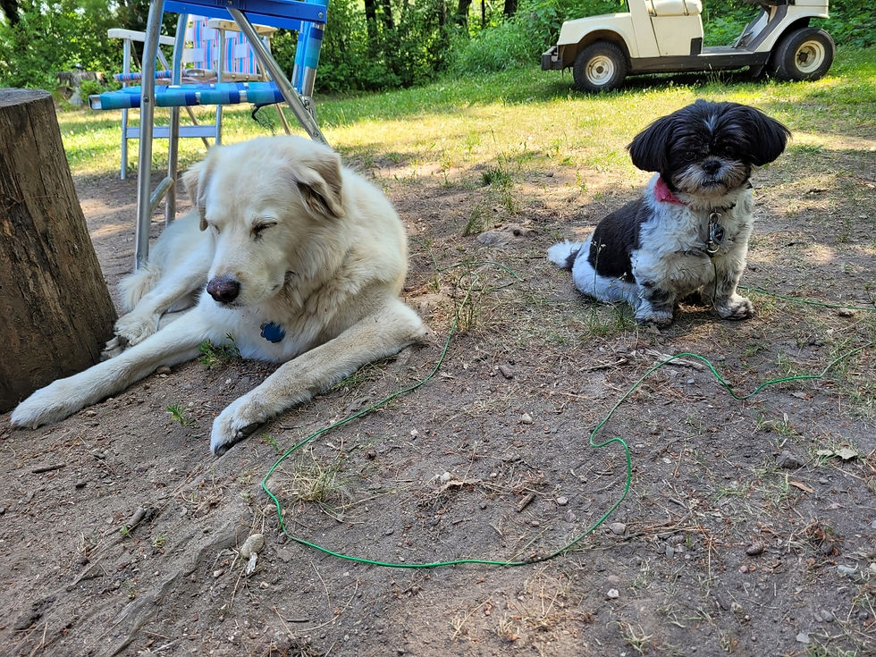 Two dogs at campground