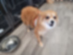 Nervous Pomeranian by water bowl