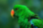 fluffy bright green eclectus parrot