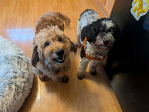 What is a USDA Dog Breeding License?