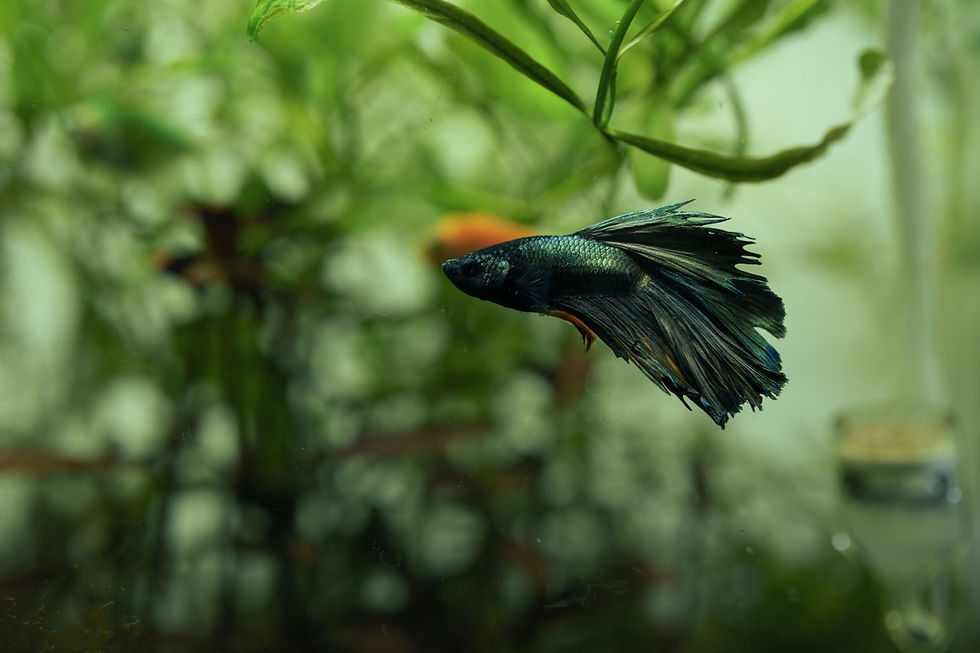 Dark betta fish surrounded by plants
