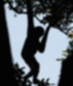 Hainan gibbon sihouette