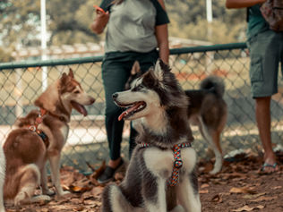 Is Doggy Daycare Good for Dogs? Deciding if it’s Right for Your Pup