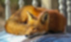 young fox curled up on furniture