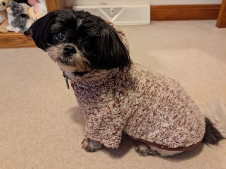 7 Best Fuzzy Dog Sweaters for Cold Winter Days