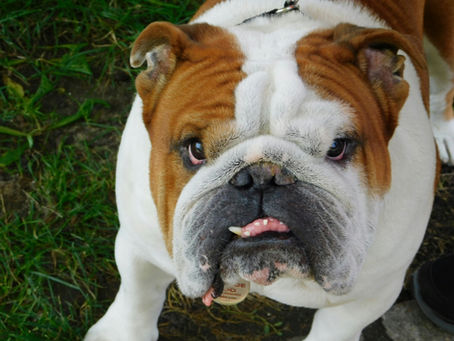 5 Best Short Snout Dog Muzzles