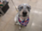 Australian Cattle Dog at adoption event