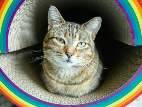 6 Best Cat Wheel Products for Exercise