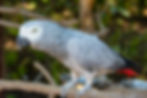 African grey parrot perched on branch