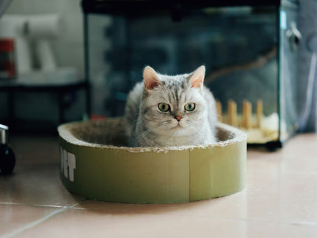 7 Best Disposable Litter Box Options