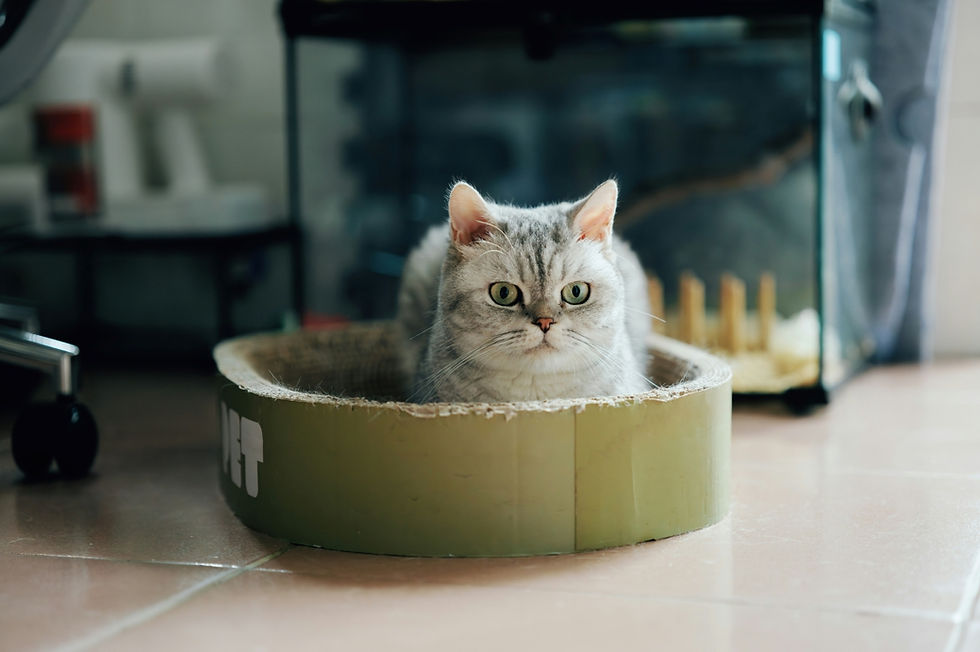 cat in cardboard litter box